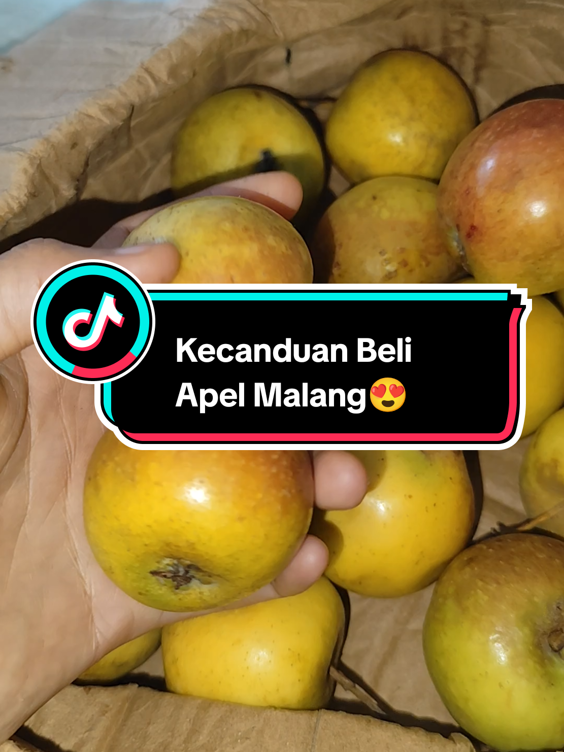 Apel Malang Manalagi Ukuran Sedang 12-16 buah dalam sekilo, yuk order mumpung harga murah😍 #apel #apelmalang #apelmanalagi #buahapel #apelmalang🍏 #malang #fruit #apple #applefruit 