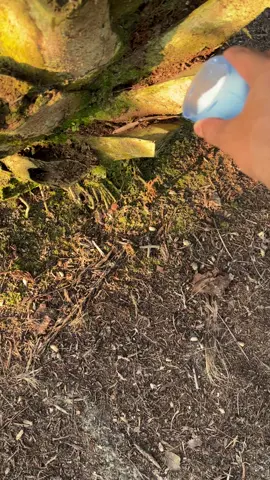 Karna lagi musim trek kita kasi #pupukboron agar tidak trek#sawit #pupukorganik #sawitkalimantan 