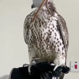 #سيف_الشملاني 