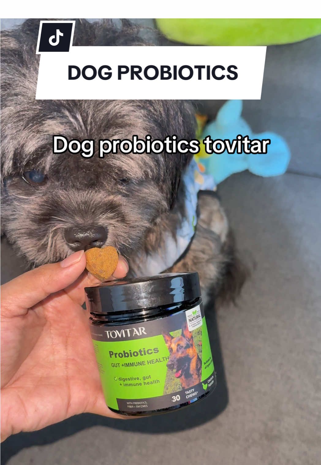 Tovitar Probiotics Soft Chews dogs with healthy digestion for intestinal health to prevent vomiting ✨ #dogprobiotics #tovitar #petprobiotics #dogchews #dogtreats 