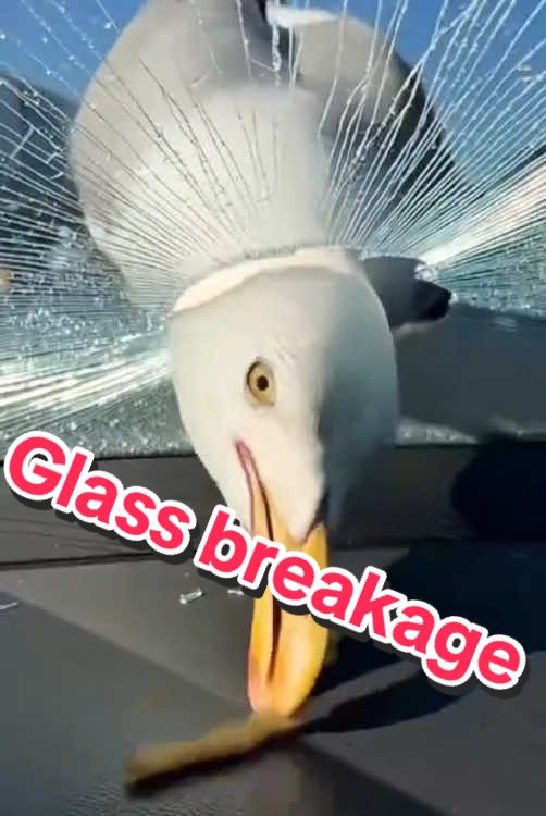 Glass breakage #crazy #wind #satisfyingvideo #funny #glass #broken 