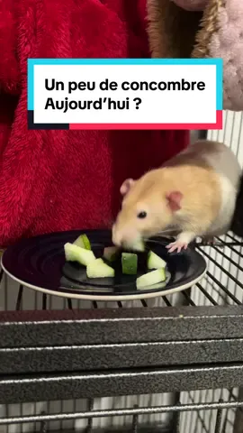 Aujourd’hui c’est concombre 🥒 #nocturat #ratslover #ratsoftiktok #ratlife #happyrats 