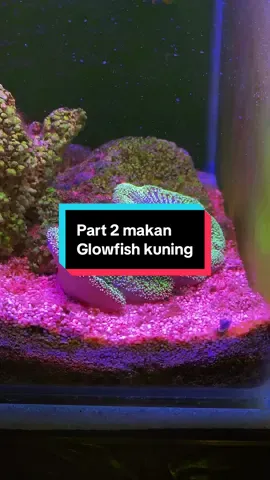 Part 2 kasih makan glowfish warna kuning #anemonkarpet #nanoreef #nanoreeftank #picotank #reefaquarium #marinetank #aquarium #sea #nemo #reeftank #laut #anemon #clownfish #dori 