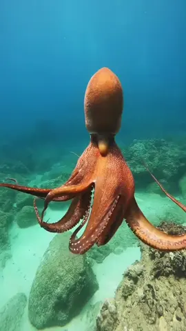Aliens in the ocean#deepseacreatures #northseatiktok #wildanimalsoftiktok #octopus #usa #foryou #fyp 
