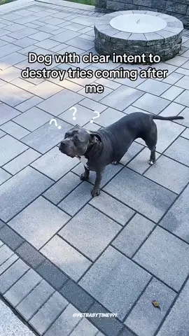 Dog:Help this guys will bite me  #dog #fyp #pet #funny #crazy 