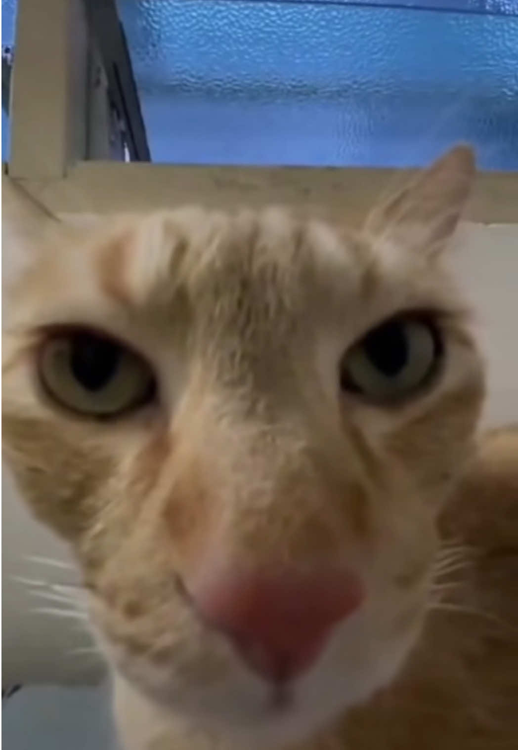 Un besito para todos vosotros 💋  #janoblak #oblak #cat #gato #atleticodemadrid 