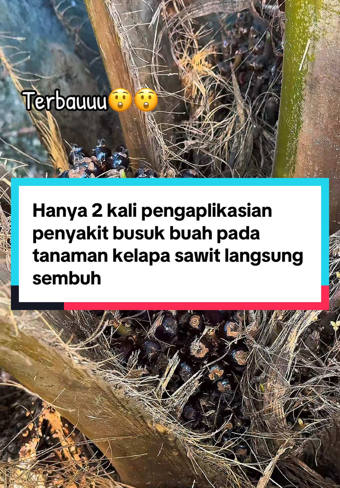 Hanya 2 kali pengaplikasian Aussie. Penyakit busuk buah pada tanaman kelapa sawit, Langsung sembuh. #hiburan #sawit #fyp #viral #trending #petanimuda 