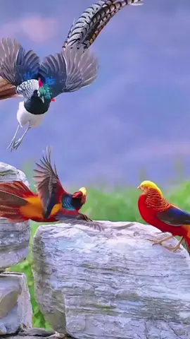 #Birds of paradise# #BEUTYFULBIRDS#