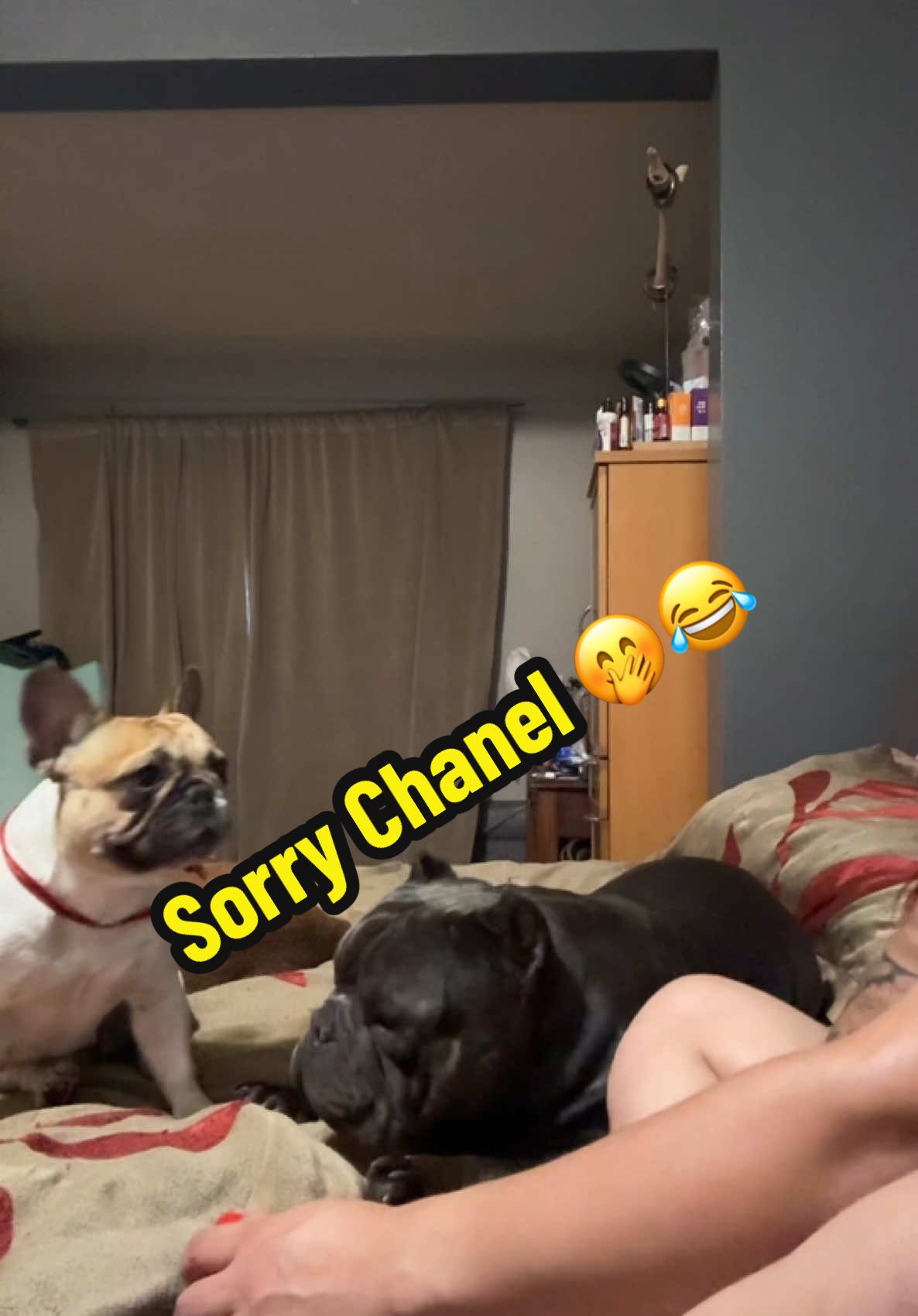 Sorry Chanel jajaja (yo me boy) #chanel #sorrynotsorry #jajaja #humor #frenchie #yomeboy😂#goviral 