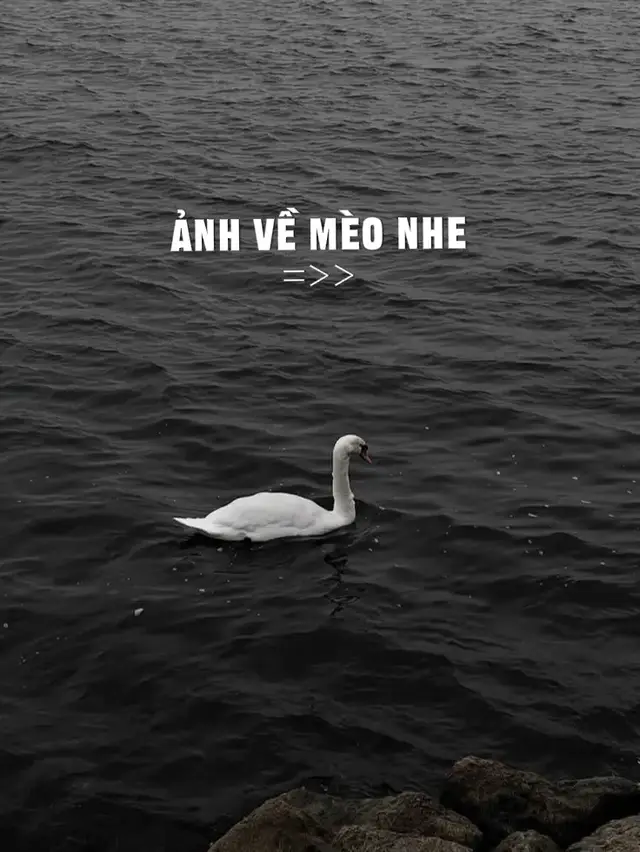 #pinterest #meo #xh #viral 