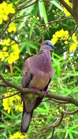 Tiếng chim hót remix tầm cao mới! Chim lắc! #xuhuong #chimhot #remix #chimcanh #bird #birds