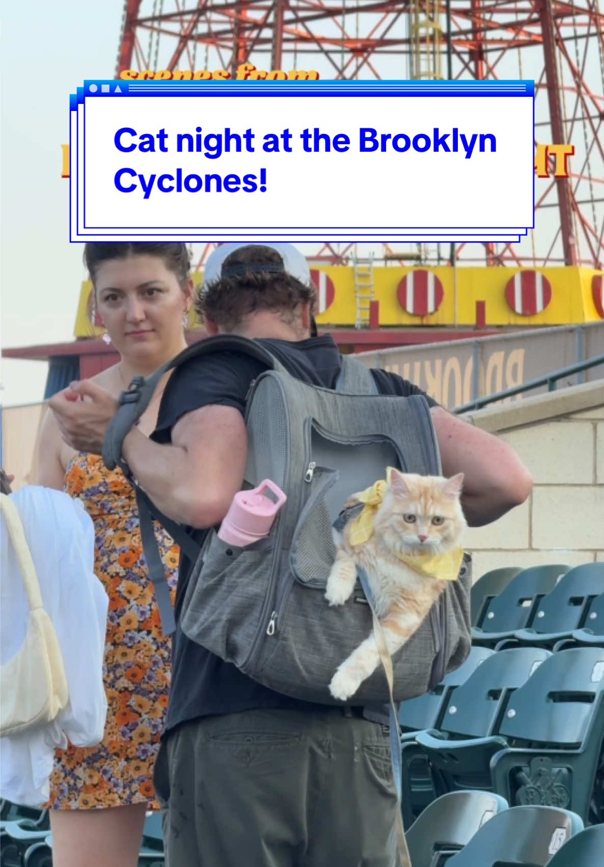 Cats love baseball!  Scenes from the puRRRRfect game at Brooklyn Cyclones last night!  #brooklyncyclones #coneyisland #catsofnewyork #catsoftiktok #baseballcats #iloveny #newyorkers #brooklyncats 