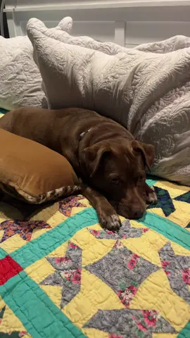 #Zoeydoingherthing#lovedogs🐶🐕 