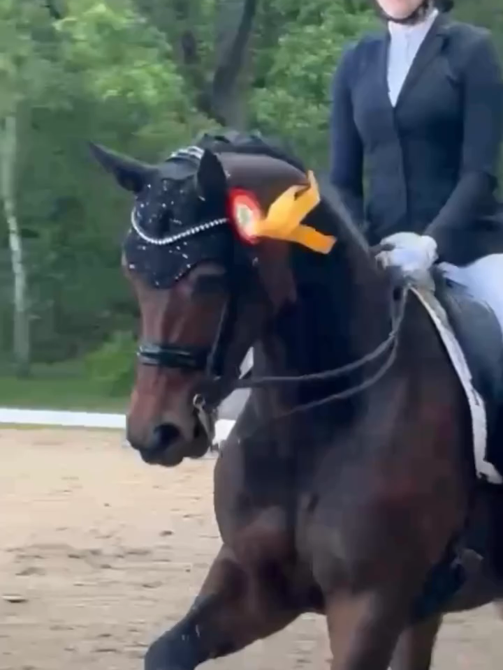 „Donna Scalina“ 6- jährige Stute, seit zwei Jahren bei uns Beritt, zeigte sie sich von Anfang an als Schleifenpony auf dem Turnier! Egal, ob mit der ehemaligen Besitzerin in Eignungsprüfungen, Springpferde - A, oder mit Hannah und mir in den verschiedensten Dressurpferdeprüfungen. Diese Stute holt sich in der Regel immer eine Schleife. Nun auch als jüngstes Pferd in der Klasse L** mit unserer Auszubildenden @hannahc_k. Vor allem der neuen Besitzerin @ichbinkarlchen sind wir für die vertrauensvolle Zusammenarbeit sehr dankbar. Sandra Pfister gehört auch, das Karlchen (Quantuss), welcher bisher sehr erfolgreich bis M** auf dem Turnier eingesetzt wurde. Ich habe ihr nahe gelegt, das Pferd zu erwerben, als die vorige Besitzerin aus privaten Gründen die Stute verkaufen musste. Umso mehr freuen wir uns, dass Donna Scalina im Stall bleibt und nach wie vor allen Beteiligten große Freude bereitet! Herzlichen Glückwunsch zum Sieg sowohl meiner Auszubildenden @hannahc_k als auch der Besitzerin @ichbinkarlchen !🥇🍀💪🤪❤️😘👍 Leider ist es mir wieder nicht gelungen, dass Beitragsvideo unter 3 Minuten zu halten, so dass neue Follower erzielt werden könnten. 🤷‍♂️Die Videos werden aber schon kürzer. 🤪Ich bleibe weiter dran und bemühe mich!😉#fyp