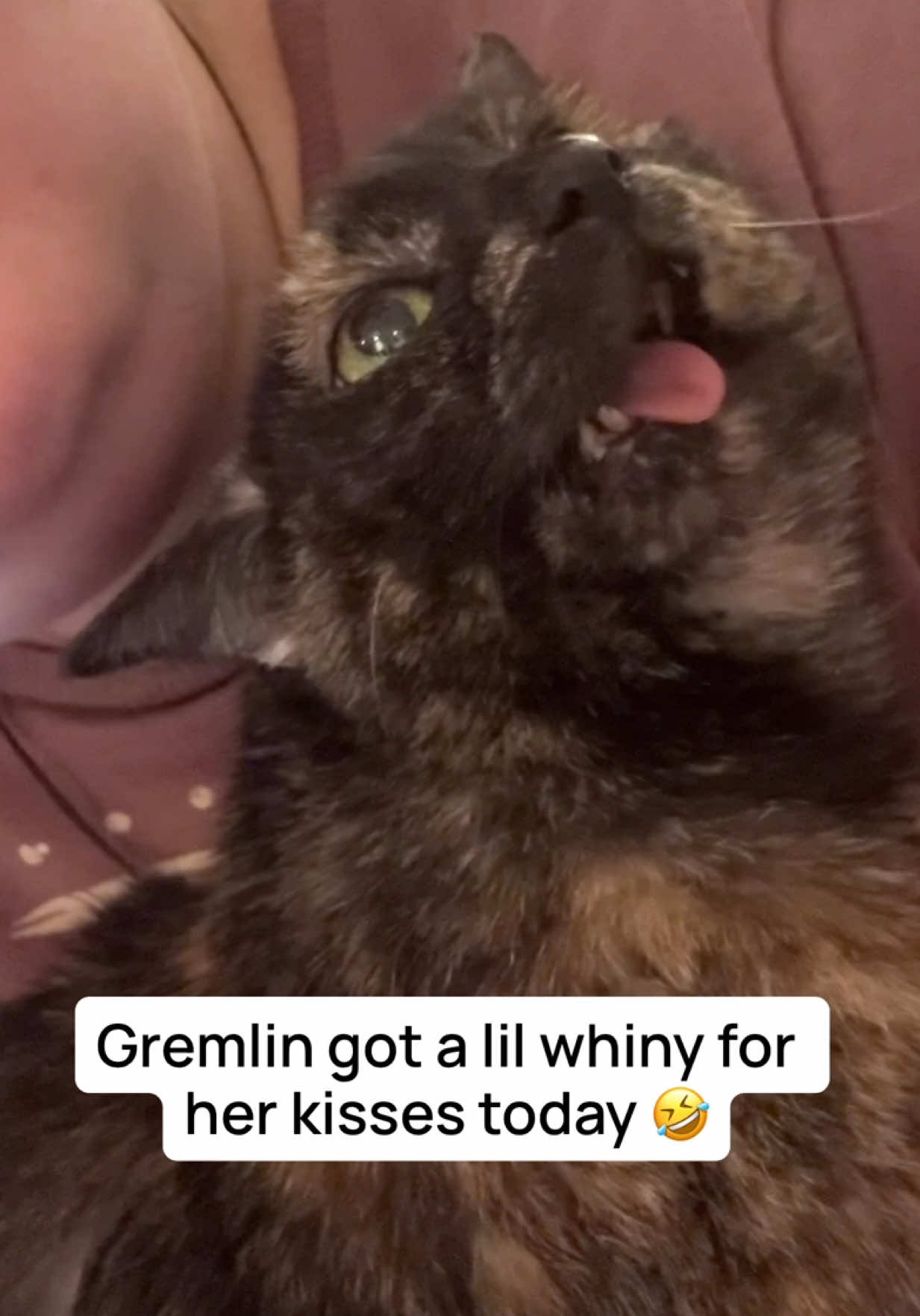 It literally sounds like she’s saying “Wahhhhh!” 🤣 Poor lil Gremlin 🥺 ​ ​#catladytails #catswiththeirtonguesout #tortiecatsoftiktok #catsoftiktok #gremlinthecat 