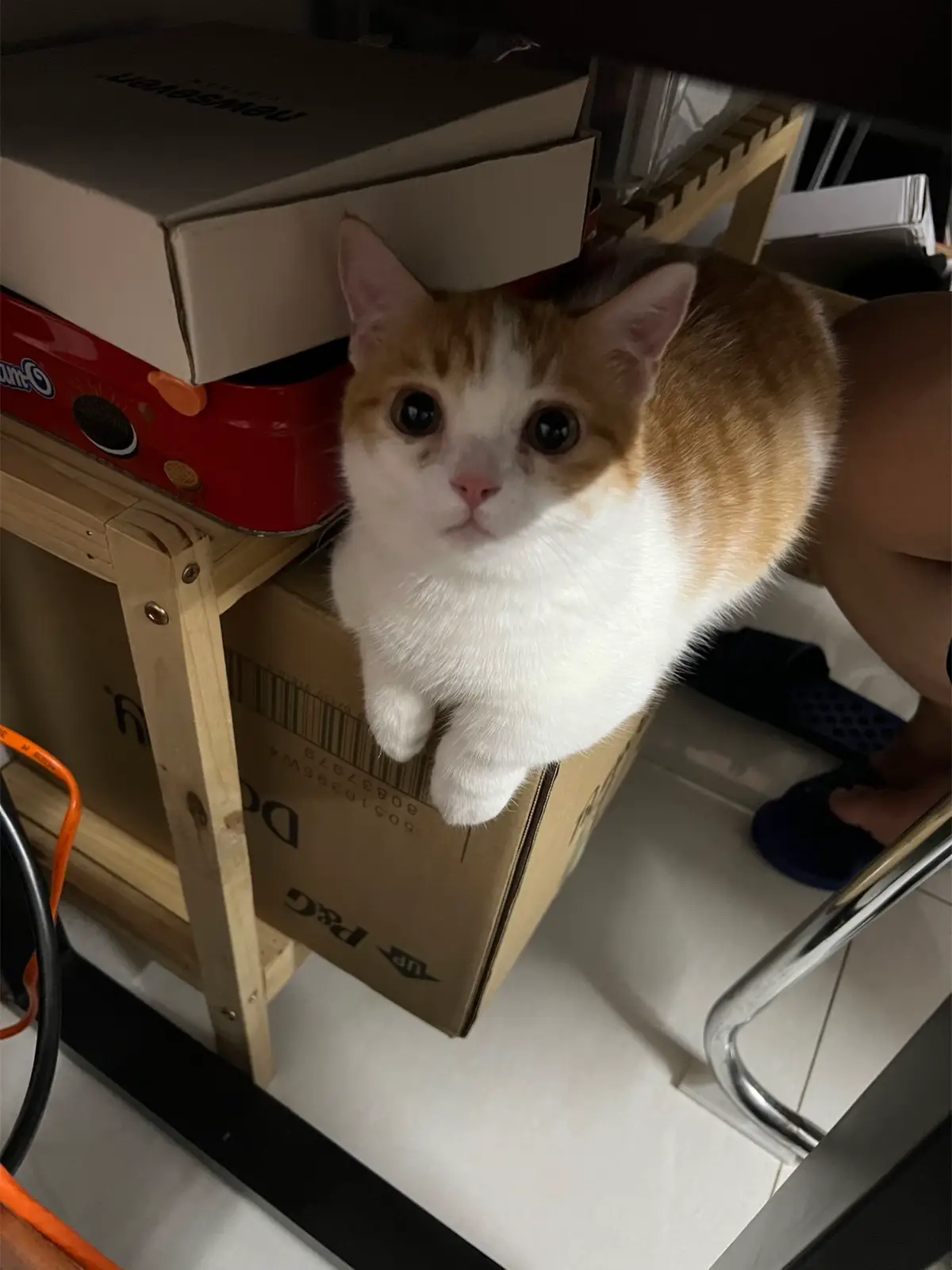 #cat 