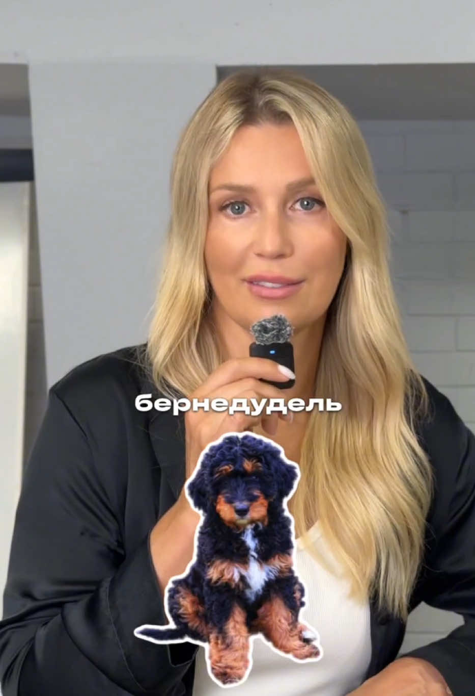 Когда ты пудель легкого поведения 🤣#пудель #кавапу #лабродудель #мальтипу #какапу#собаки 