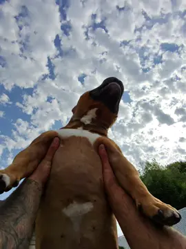 A little morning “going to the moon” time with the hunnies before we go to work! Bane is still getting used to the moon. 🤣 #dogsoftiktok #viral #dogs #doglife #dogoftheday #doglover #fyp #pitbullsoftiktok #goodmorning #cute #tysonandbane 