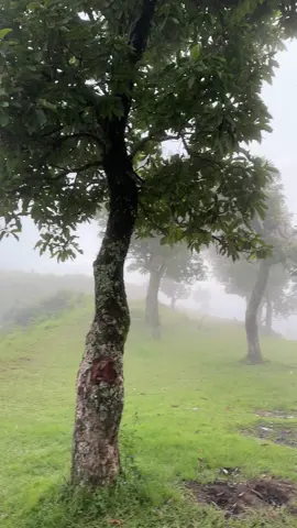 Yo thau ta jhan heaven jastai lagcha — fog pani feel huncha, peace pani! 🌲✨ #creatorsearchinsights #fyppppppppppppppppppppppp #nepal #view #fog #nature @aviskargrg 