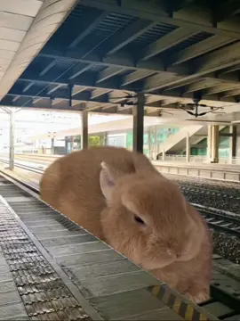 Please get in the car 🚅🚃🚃 #foryou #bunny #train 