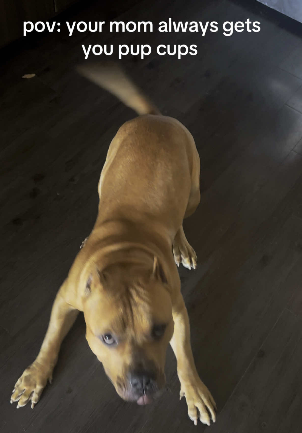 don’t forget to include your fur baby in the morning! #coffee #pupcup #americanbully #dontbullymybreed❤ #fyp #trending #trendingsound