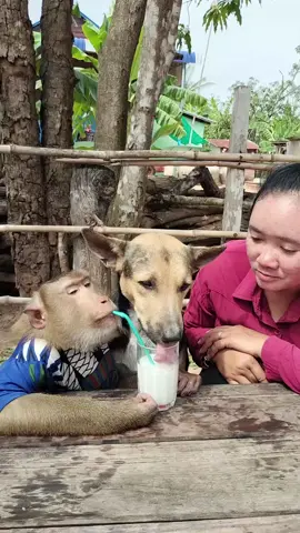 Mr. Monkey, Mom & Dog Sitting Together 🐒👩🐶 | Monkey & Dog Drinking Milk from One Glass 🥛😂 #MrMonkey #FunnyDog #MonkeyDrinksMilk #AnimalFriendship #CutePets   