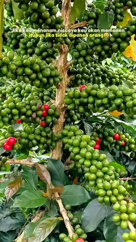 Arabika gayo varietas ateng super (gayo3) berbuah sangat lebat dan indentik dengan buahnya yang besar-besar,ini tentu sangat menguntungkan petani kopi😍🤑 #coffeefarmer #arabika #kebunkopi #viral #fyp 