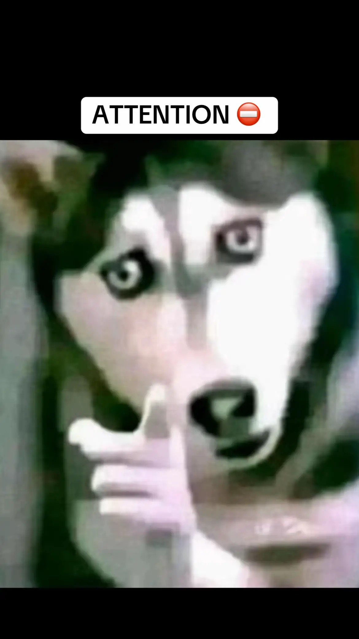 Fait gaffe à toi #attention #fyp #pourtoi #chien #faitgaffe 