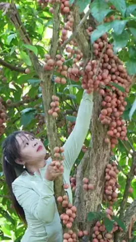 Rural girls harvest wooden milk fruits to go to the market#WoodMilkFruit #RuralMarket #RuralLife #MountainGirl #HarvestSeason 