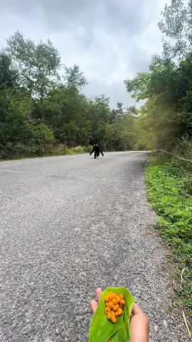 #monkey 
