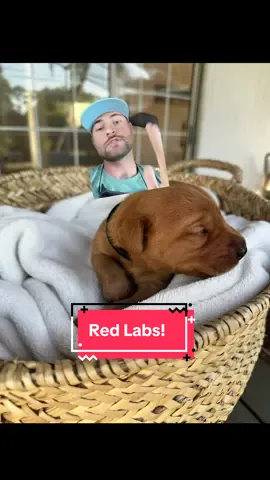#greenscreen Buck’s puppies have been born! The signup link is in my bio if you would like one! Enjoy! #bucktok #puppies #fyp #buck  