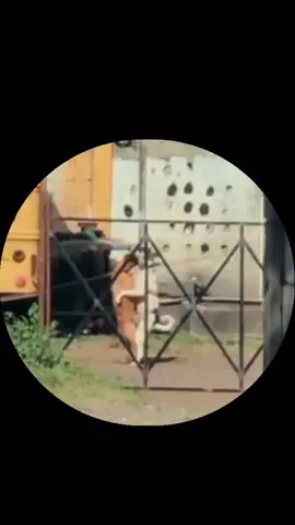 #funnyvideos #funny #animals #fyp 