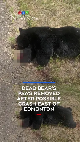 A black bear reportedly struck and killed by a vehicle was found with its paws removed east of Edmonton on Sunday, Alberta Fish and Wildlife said.   Officials say just before noon Fish and Wildlife received a report that the bear had been hit on Highway 16 east of Vegreville. Highway maintenance was called to remove the bear from the road.    When they arrived, crews witnessed what they believed was a person removing the paws, Fish and Wildlife said in a news release Tuesday. #ctvnews #news #bear