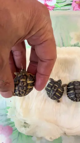 👶🐢 Oggi vi presentiamo tre baby appena nate, e ognuna è diversa dall’altra… La prima è nata nel verso giusto, lungo l’asse dell’uovo, e infatti ha già una forma perfetta, ben proporzionata. La seconda invece è uscita dal senso stretto dell’uovo e per ora è tutta raccolta, quasi una pallina. La terza è nata nel senso obliquo, e ha preso una forma un po’ “a spirale”, con il carapace ancora irregolare. Ma niente paura: è tutto perfettamente normale. Nel giro di 24/48 ore, tutte e tre si “stenderanno” e prenderanno la forma corretta. Un po’ come accade ai neonati che nascono con la testa allungata: serve solo pazienza e rispetto per i tempi della natura. Anche quando sembrano strane… la natura sa sempre cosa sta facendo. 🌱🐢✨ #tartarughe #testudohermanni #nascitatartarughe #tartarughediterra #babyboom #tartarughina #allevamentonaturale #curaetempo #cucciolinatura #formetemporanee #naturelovers #animallovers #wildlifelovers #reelitalia #animali #petlovers #babyreel #tiktokitalia #natura #emozioni
