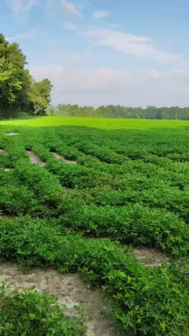 #campo #cacahuate #northcarolina #agricultura🚜🌱 #mexicanos🇲🇽 