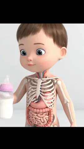 Not all foods harm your body. Some heal it from the inside out. 🥛 Milk — rich in calcium, strong for your bones. 🎓 For educational purposes only. #UnseenYou #MilkBenefits #foruyou #kidshealth #3dmedical #viral #awareness 