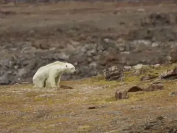 do you feel inspired to promote a healthier environment? answer in the comments!! #polarbear #climateaction #fyp #edit #savethepolarbears 