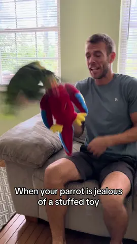 Pedro won’t allow any competition when it comes to getting attention! #parrot #amazon #talkingparrot #creaturefeatures 