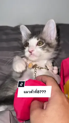 นี่ไม่ใช่แมวใหม่นะ อย่าเข้าใจผิดด!!! #ครอบครัวไข่หวาน #หวานแมวขยะเปียก #กระป๋องลูกแมร๊ #ไพศาลที่ไม่ใช่ไพม่อน @ployy_chuek @อาฟที่ไม่ได้ย่อมาจากอาฟเตอร์ 