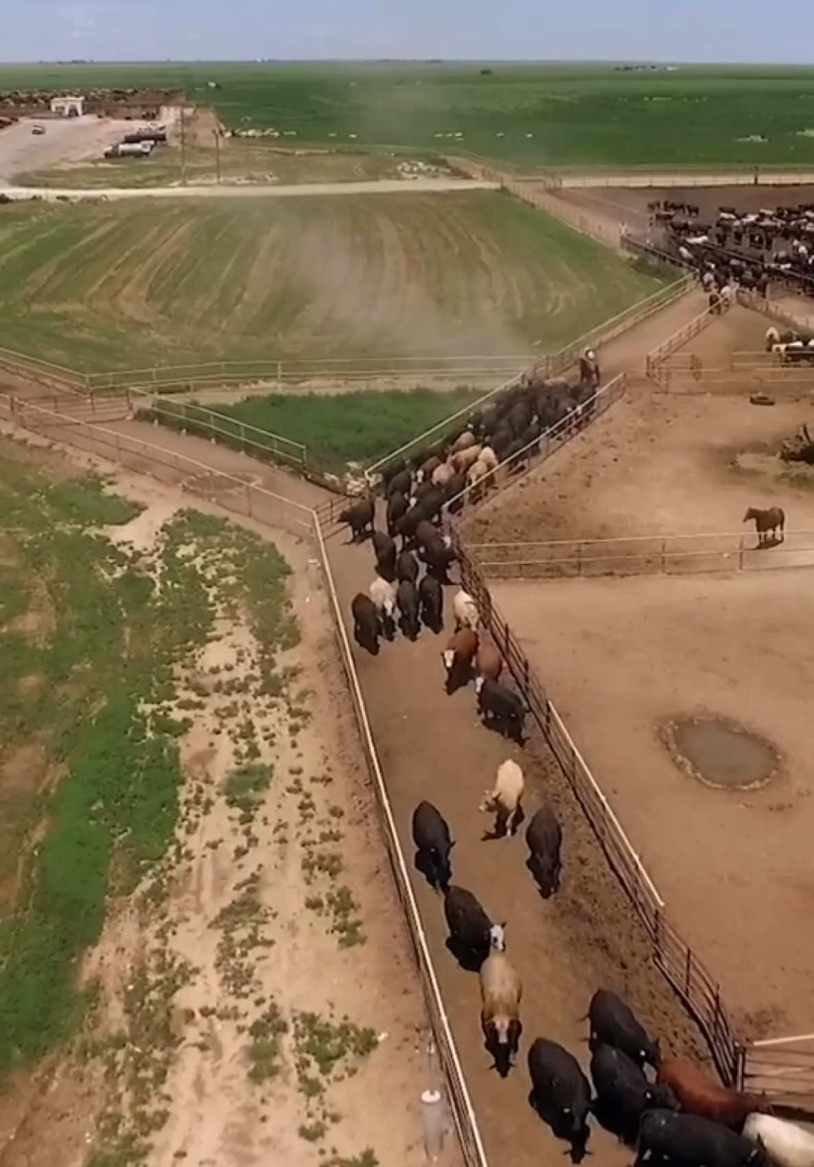 Did you know every detail of a feedyard is designed with cattle behavior and comfort in mind? ✔️ Angled gates reduce stress and make cattle movement easier 💧 Sprinklers cool cattle and control dust 🔄 Curved working facilities support natural cattle flow 🛑 Rubber “blinders” on chutes minimize distractions and stress 🚰 Water tanks are designed for freshness and constant access 🦶 Textured concrete improves traction and reduces slips 🚚 Grip bars are welded onto ramps for safe loading and unloading At the end of the day, calm, well-cared-for cattle gain weight efficiently and produce high-quality beef. It’s not just the right thing to do; it’s key to the long-term success and sustainability of our business. #5Rivers #FiveRiversFacts #Beef #CattleFeeding #TempleGrandin #CattleFacilities #AnimalBehavior #AnimalWelfare