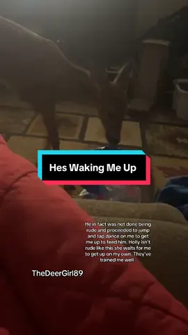 When he decides he is  hungry and  wants me up that’s it to feed him and let him outside this is what he does. For the last week, little man here has figured out thay he can grab my water and shake it to make noise to get me up. When I don’t get up after I am “up” he jumps all over me. They’re SMART I’m telling you all, yall have no idea how smart these animals are. #deer #deertiktok #farmlife #animals #durr #durrsoftiktok #durrassicpark #fawn #whitetail #smart 