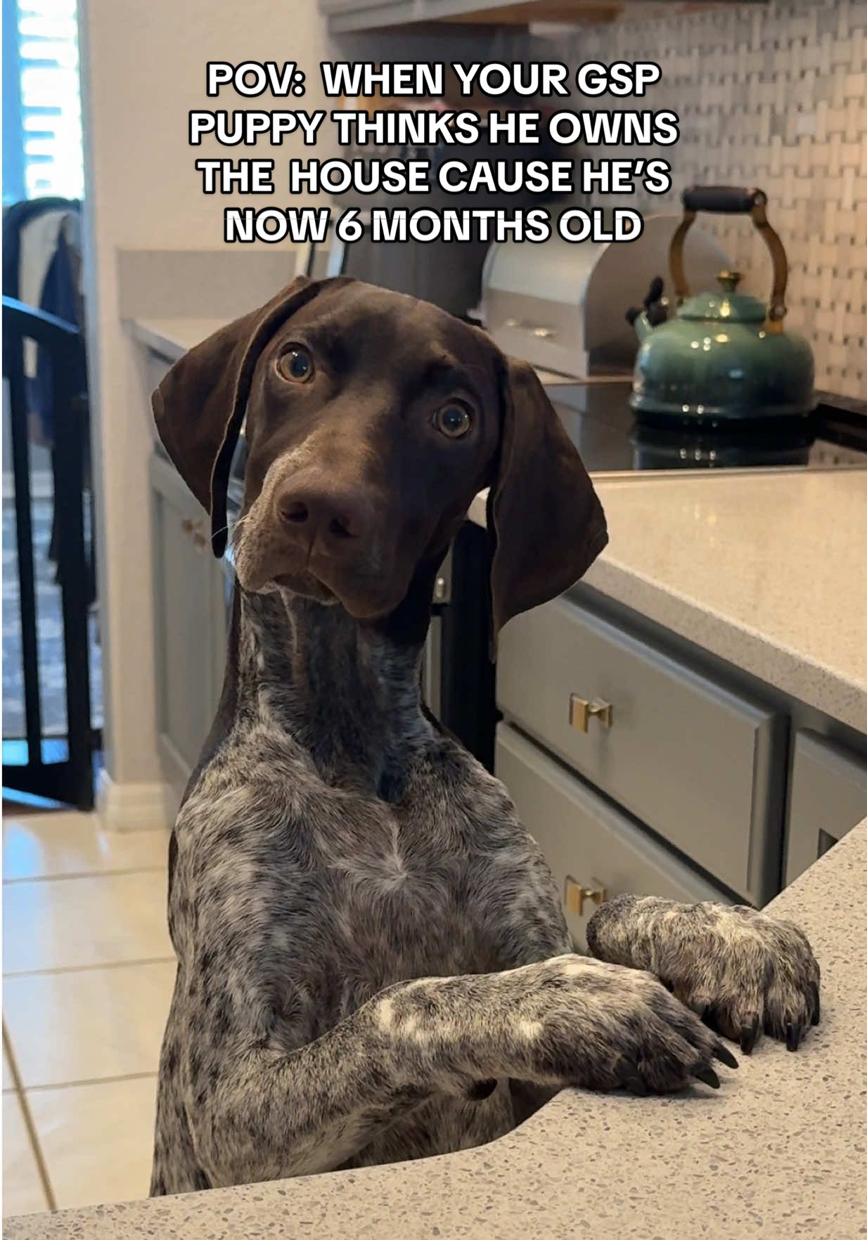 When your German short haired pointer puppy triples in size and becomes the big boy of the house.  #gspsoftiktok #gsppuppy #germanshorthairedpointer #birddogsoftiktok #birddog 
