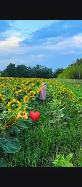 #f#creatorsearchinsights #floareasoarelui🌻🌻🌻 #🫶❤️