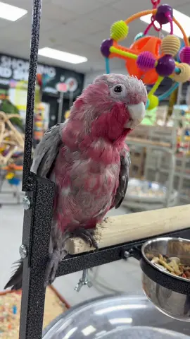Freshly weaned rose breasted cockatoo ready to go home. Already speaking and has Full flight feathers never clipped so far! Call or text to hold! 