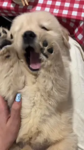❤️🤩 #fy #goldenretriever #golden #dogtiktok #dogs #funnydogs #cutedog 