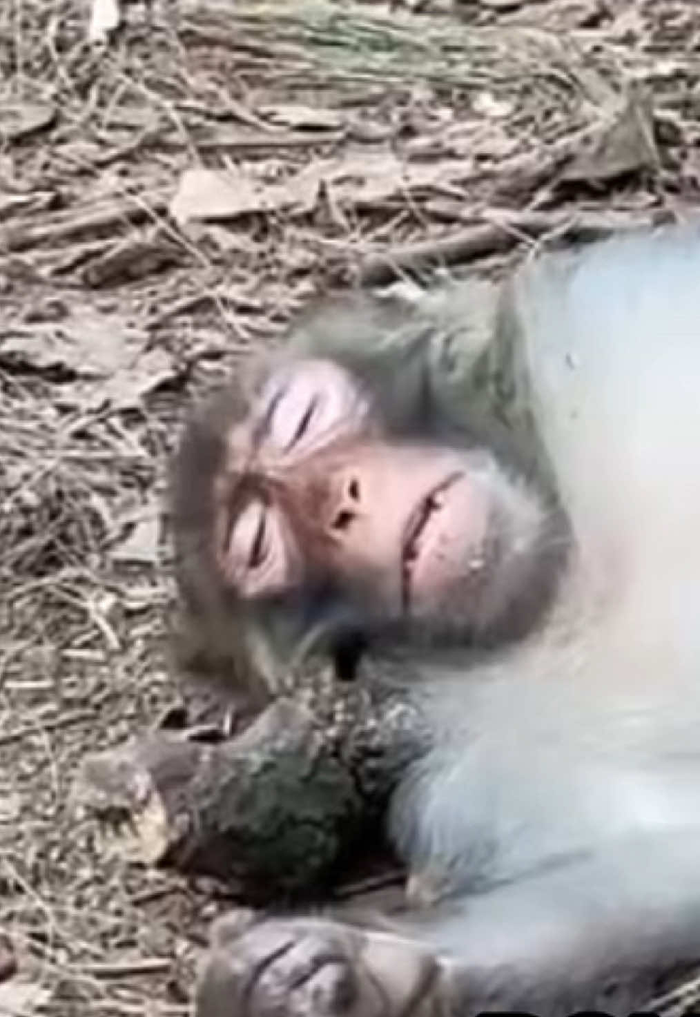 This one so sweet 😌 #monkey #funnytiktok #fyp #viral #memestiktok 