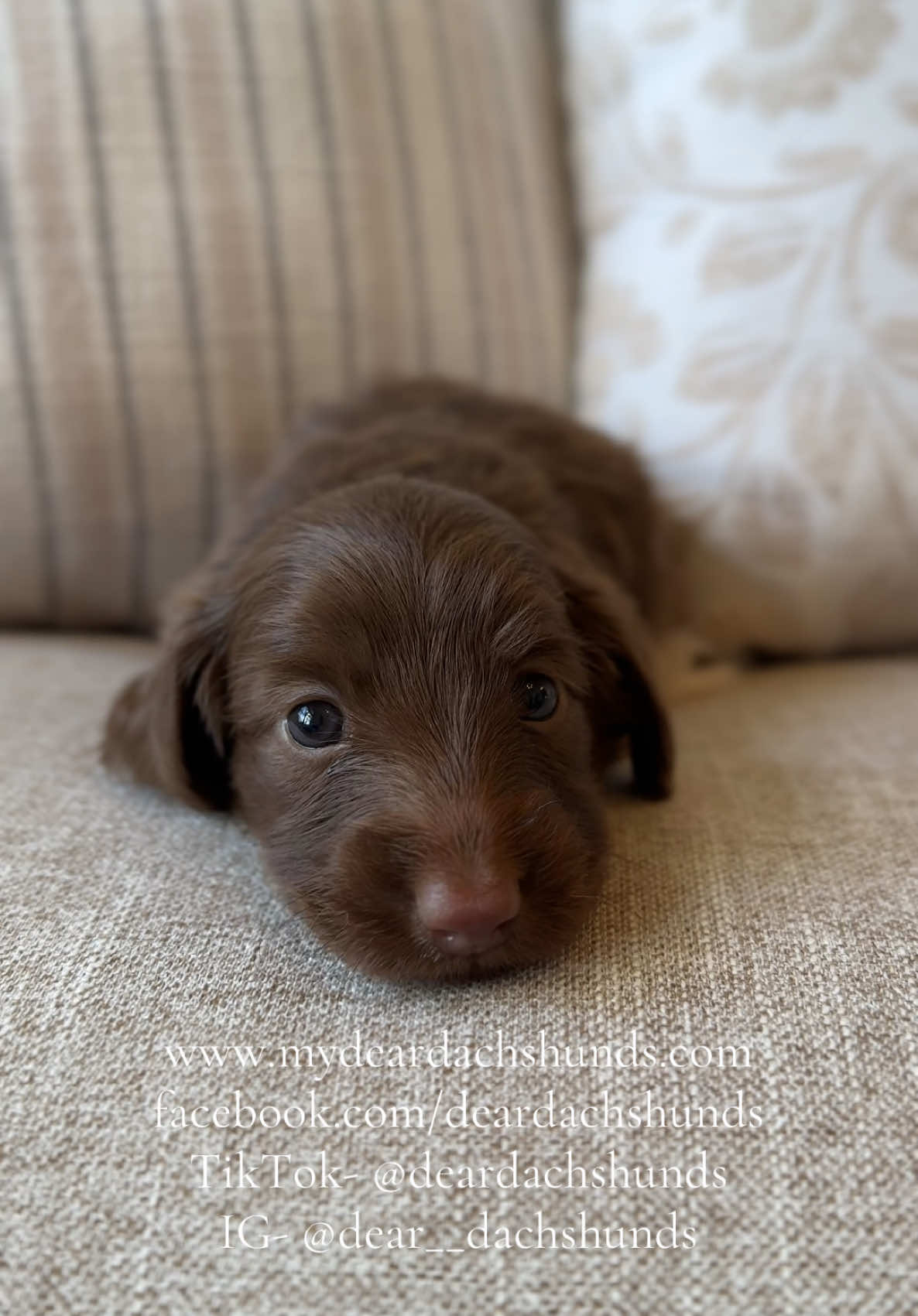 Juniper has her own feelings on the matter #dachshundpuppy 