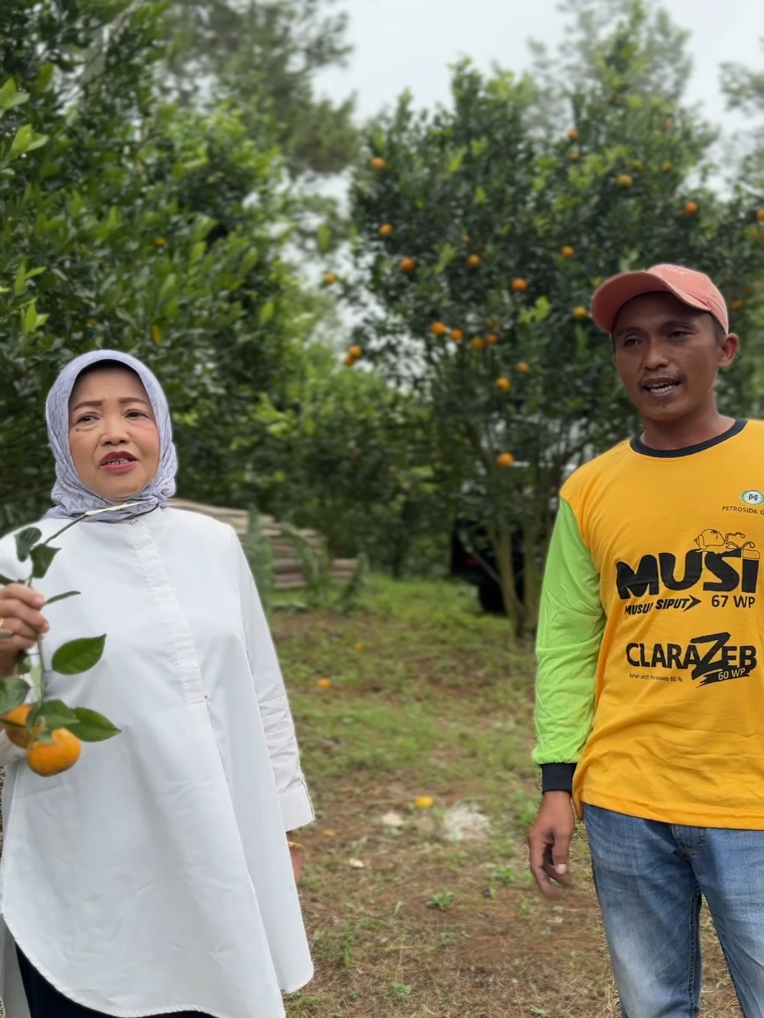 Hanya dengan 150 ribu per tahun, warga bisa kelola kebun jeruk di lahan Perhutani. Pemerintah kasih ruang, warga manfaatkan. Beginilah ekonomi rakyat bergerak 😉