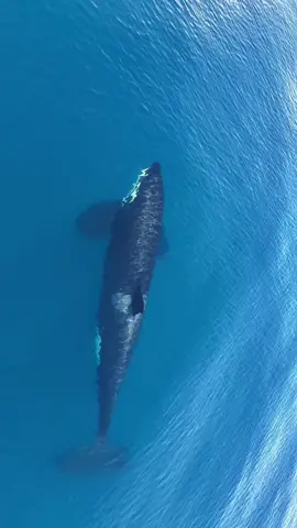 #wonderfulocean #orca 