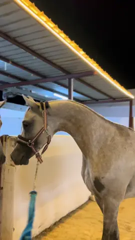 اصيل وأصايل 🤍#خيل_وخياله🐎 #horse 